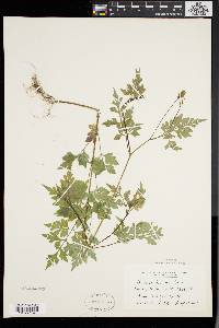 Bidens bipinnata image