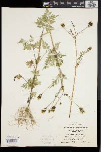 Bidens bipinnata image