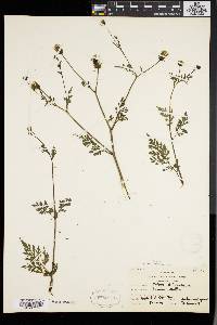 Bidens bipinnata image