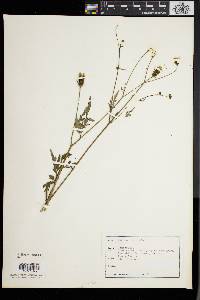 Bidens bipinnata image