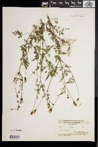 Bidens bipinnata image