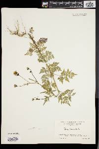 Bidens bipinnata image