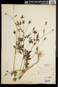 Bidens bipinnata image