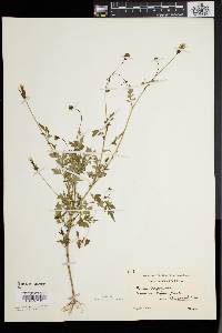 Bidens bipinnata image