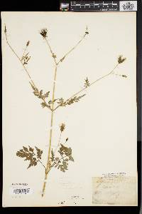 Bidens bipinnata image