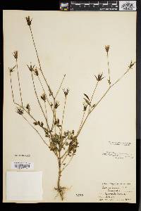 Bidens bipinnata image