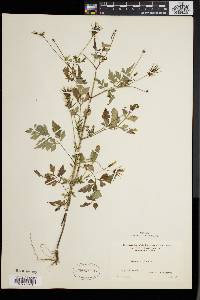 Bidens bipinnata image