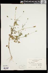 Bidens bipinnata image