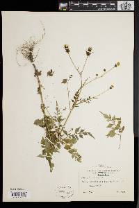 Bidens bipinnata image