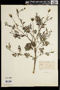 Bidens bipinnata image