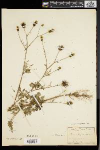 Bidens bipinnata image