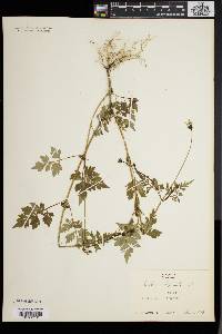 Bidens bipinnata image