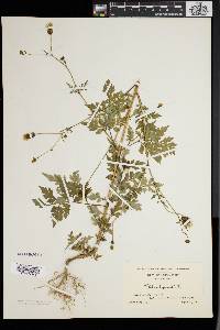 Bidens bipinnata image