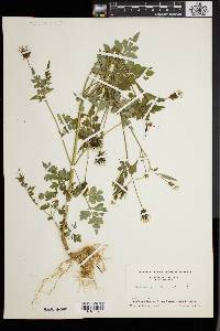 Bidens bipinnata image