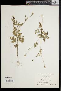 Bidens bipinnata image