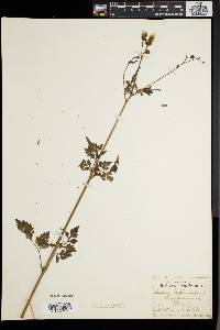 Bidens bipinnata image