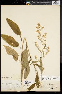 Symphyotrichum urophyllum image