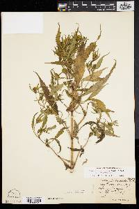 Bidens bidentoides image