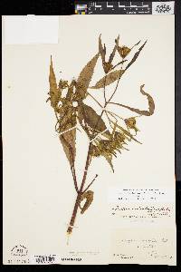 Bidens bidentoides image