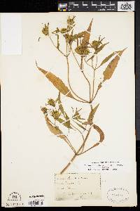 Bidens bidentoides image