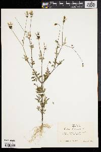 Bidens bipinnata image