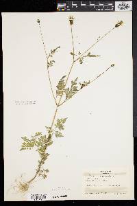 Bidens bipinnata image