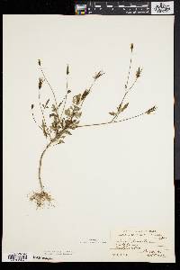 Bidens bipinnata image