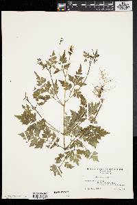 Bidens bipinnata image