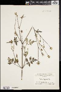 Bidens bipinnata image