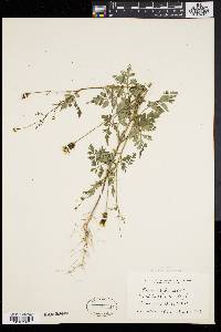 Bidens bipinnata image