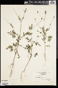 Bidens bipinnata image