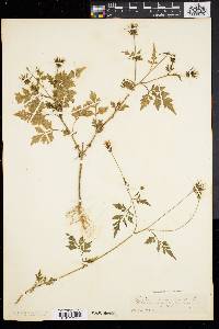 Bidens bipinnata image