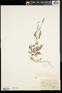 Bidens bipinnata image