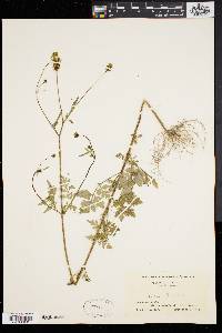 Bidens bipinnata image