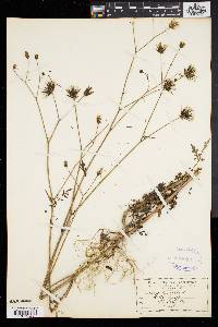 Bidens bipinnata image