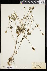 Bidens bipinnata image