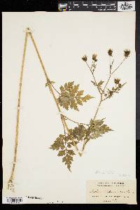 Bidens bipinnata image