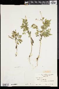 Bidens bipinnata image