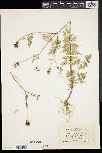 Bidens bipinnata image