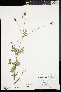 Bidens bipinnata image