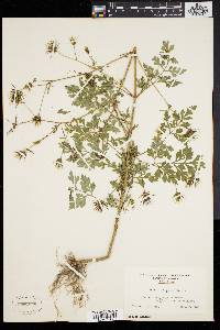 Bidens bipinnata image