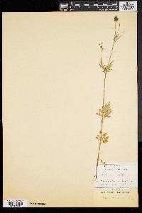 Bidens bigelovii image