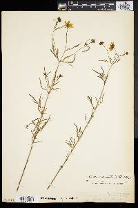 Bidens trichosperma image