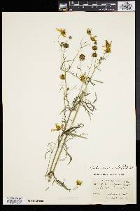 Bidens trichosperma image