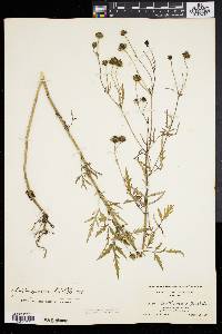 Bidens trichosperma image