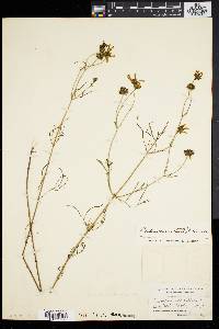 Bidens trichosperma image