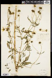 Bidens trichosperma image