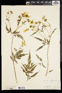 Bidens trichosperma image