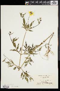 Bidens trichosperma image