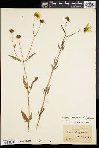 Bidens trichosperma image